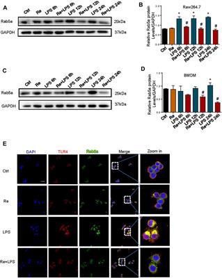 Remimazolam Protects Against LPS-Induced Endotoxicity Improving Survival of Endotoxemia Mice